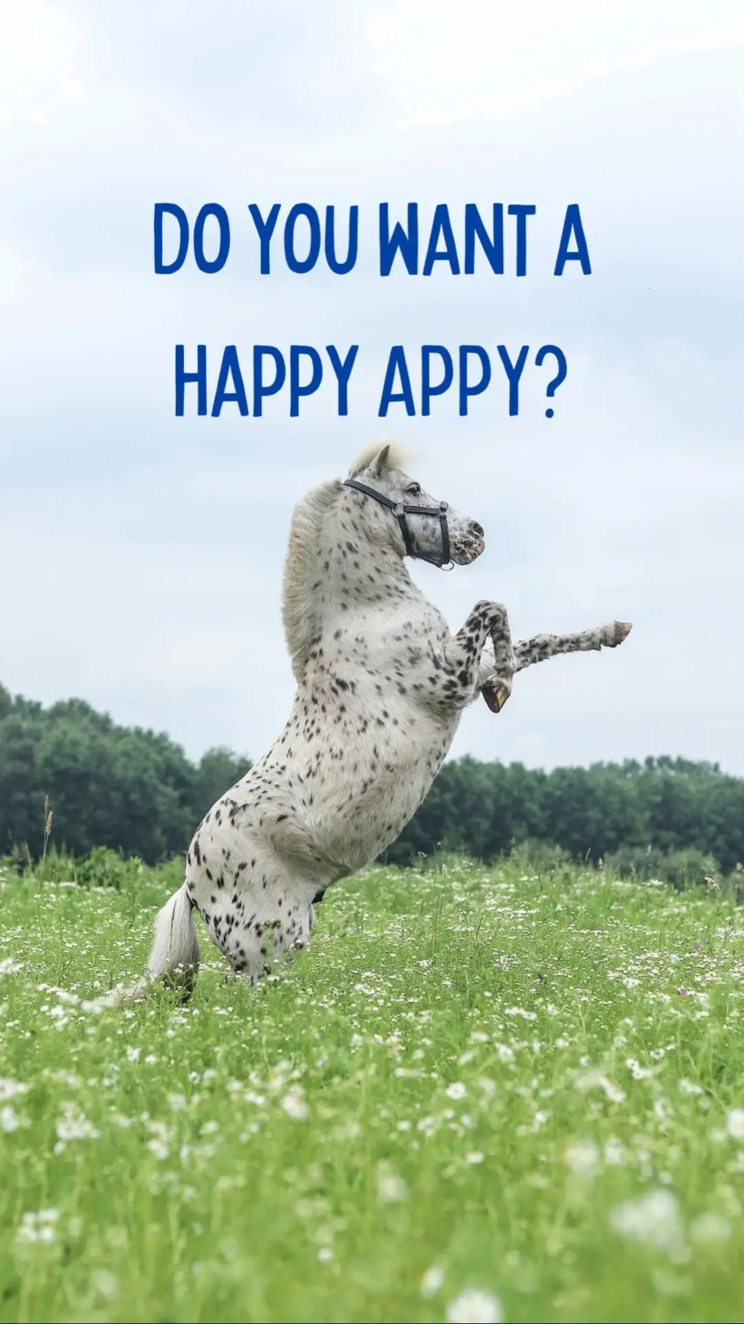 🐴 Each Rewardz Horse Treats scotch mint offers a burst of sweet, minty flavour and only 3 g of sugar. And we donate to horse welfare organizations.🐴

#appaloosa #reining #westernhorse #barrellracing #rodeo #lovemyhorse #dressage #dressagehorse #rewardzhorsetreats