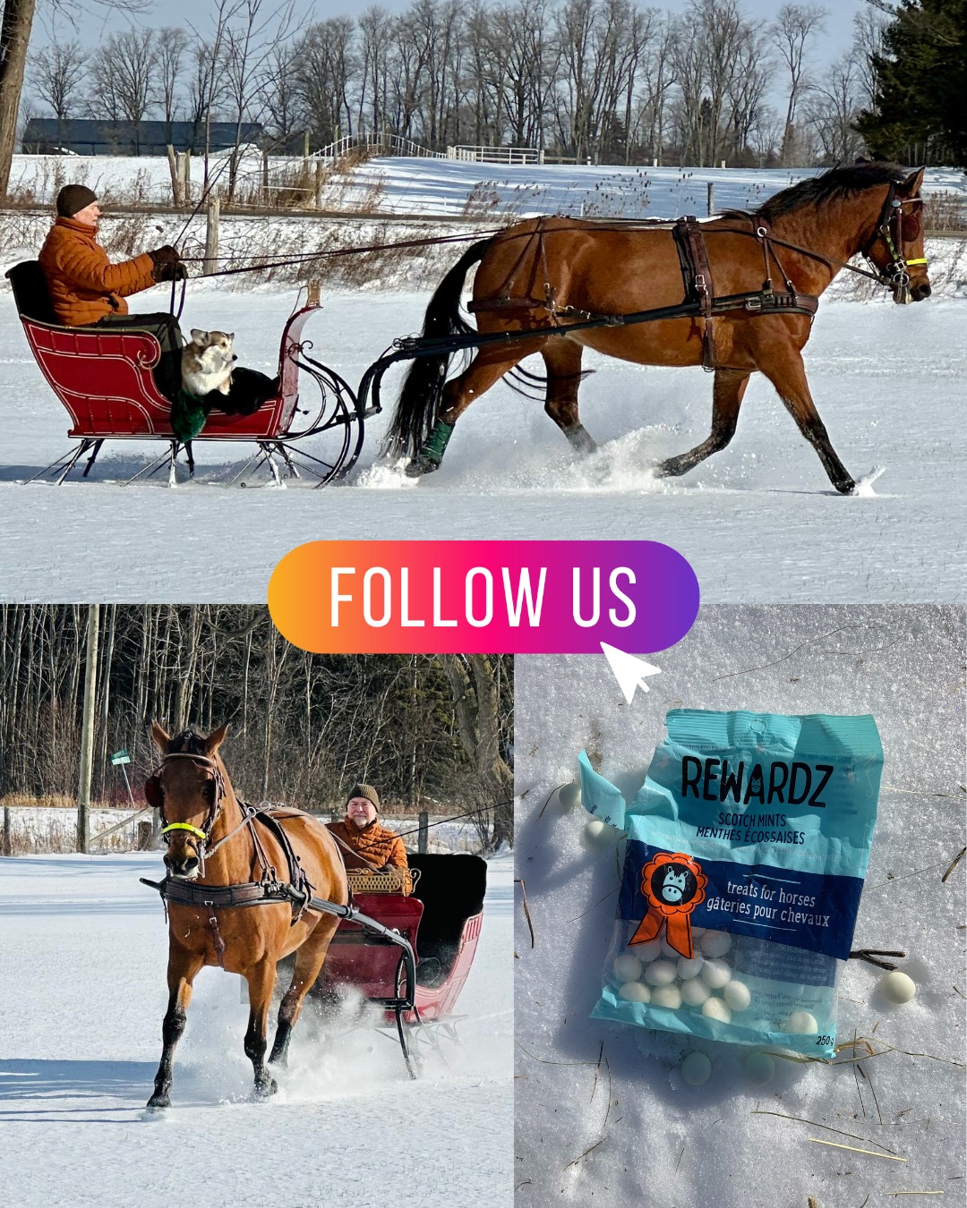 Our horse gets rewarded with Rewardz after a sleigh ride! Each Rewardz Horse Treat scotch mint delivers a giant burst of sweet, minty flavour with only 3 g of sugar. AND, Rewardz donates to horse welfare. TREAT WITH PURPOSE.  Please follow us!
Picture courtesy of L. Bruder
 
#sleighride #CDE #horseshow #LoveMyHorse #lovemypony #dressage #rewardzhorsetreats #winter2025 #drivinghorse #rewardzhorsetreats #winter2025 #drivinghorse ##winterfunwinterfun