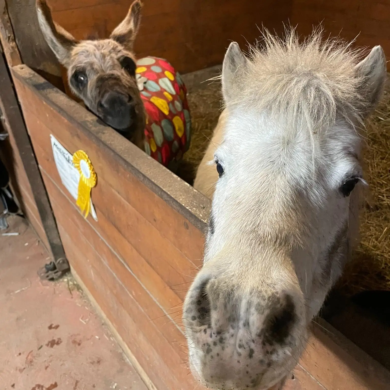 Hey....did you know that the draft update to the Canadian Code of Practice for the Care and Handling of Equines has been released for public comment until March 16, 2026? 

"Although Codes of Practice are not laws, they carry significant weight and are frequently referenced in animal welfare investigations, used by insurers and industry organizations, and relied upon as benchmarks for what constitutes ‘reasonable care'."

Have your say at https://www.surveymonkey.com/r/MJ6N8WD.

 #horsewelfare #horsecare #lovemyhorse