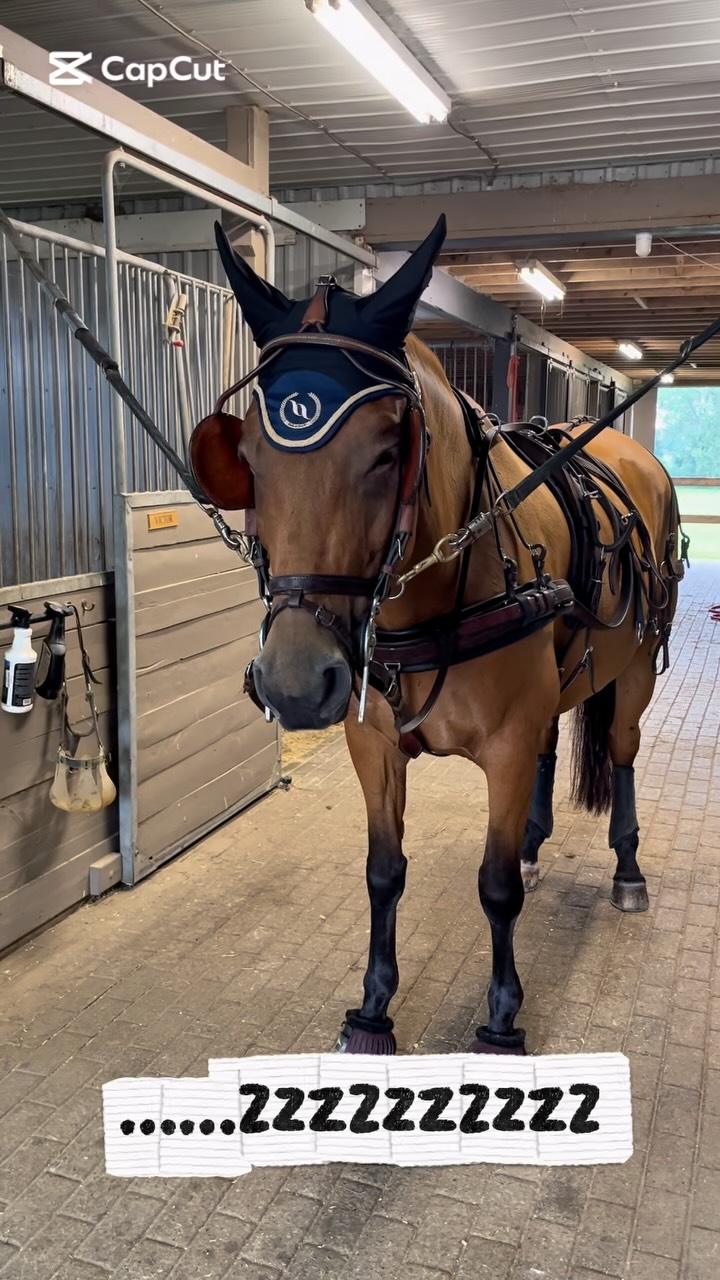 Wake-up your horse’s taste buds with the fresh, minty burst of flavour in Rewardz Horse Treats scotch mints. Made in Canada with natural peppermint oil. And we donate to horse welfare. Treat with PURPOSE.

#lovemyhorse #horsewelfare #quarterhorse #horsecare #horseshow